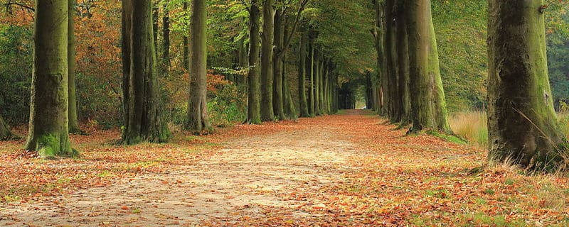 Top 5 typische herfst nummers, Herfst - Foto: Dominicus Johannes Bergsma - (Bron: Wikimedia Commons