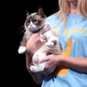 Grumpy Cat @ 2014 VidCon - Foto: Gage Skidmore - Bron: Flickr (CC BY-SA 2.0)