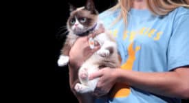 Grumpy Cat @ 2014 VidCon - Foto: Gage Skidmore - Bron: Flickr (CC BY-SA 2.0)