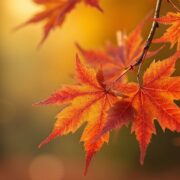 Herfst