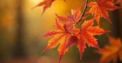 Herfst