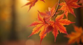 Herfst