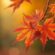 Herfst